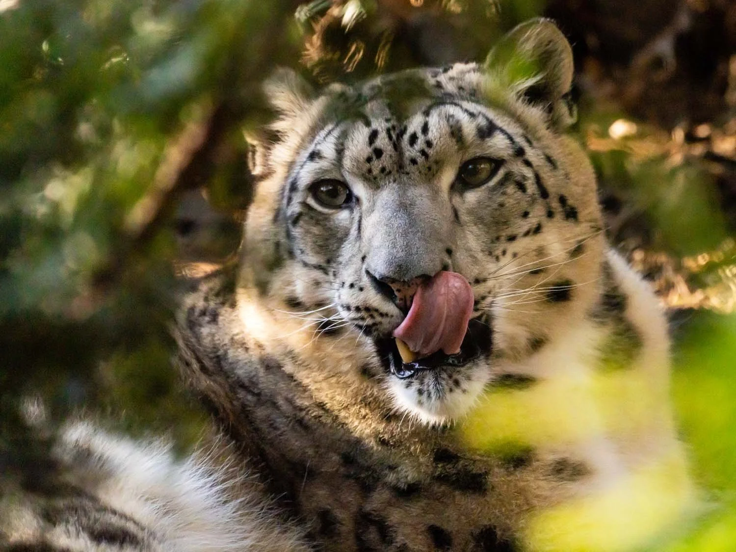 At the Zoo — Susan Kirby